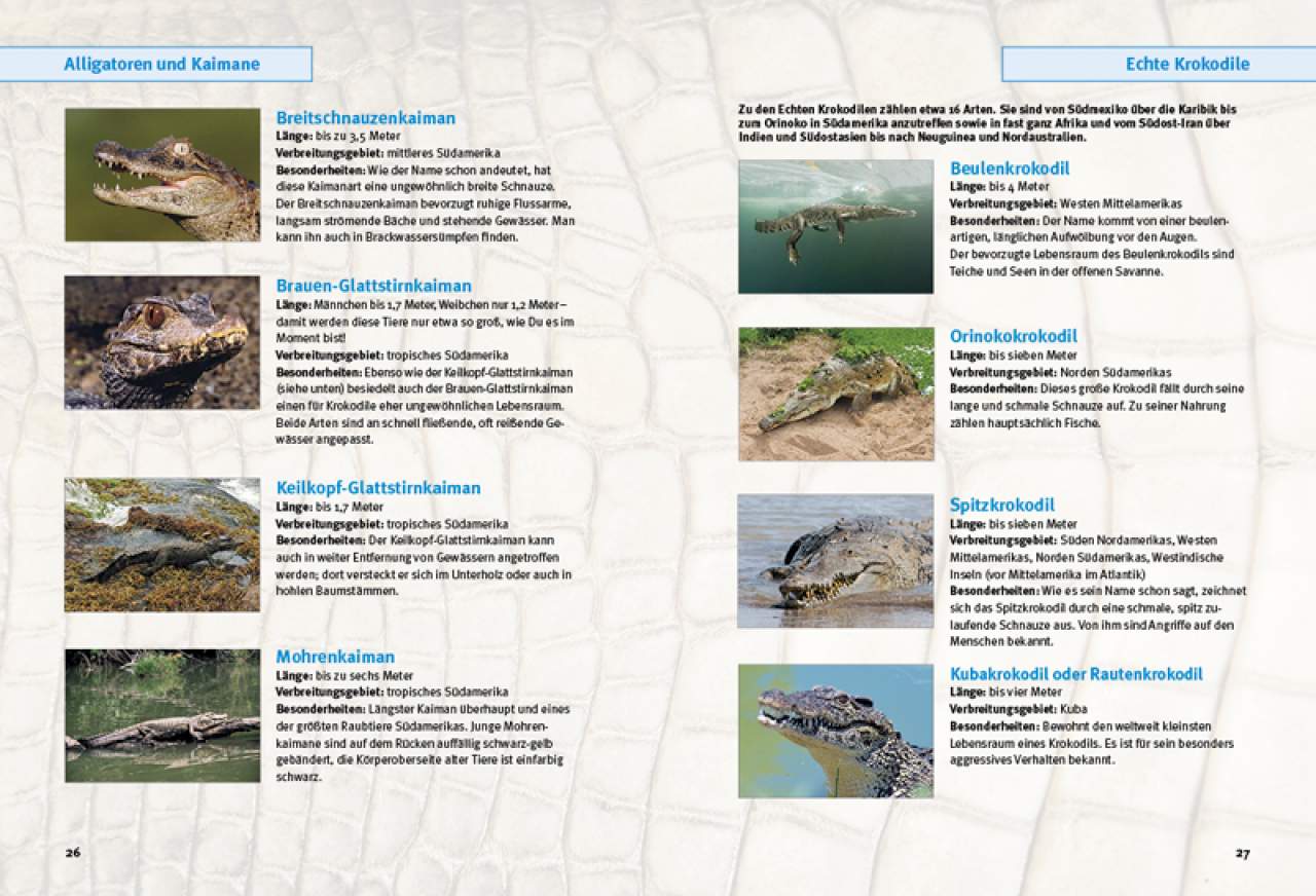 Entdecke die Krokodile